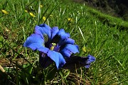 Primavera al Monte Campo con distese di crocus e al Laghetto di Pietra Quadra in progressivo disgelo il 24 maggio 2018 - FOTOGALLERY